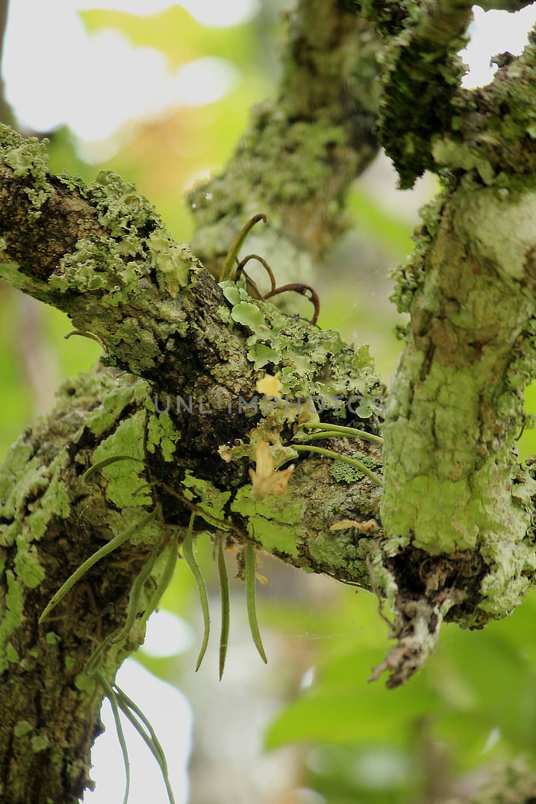 Lichens on the branches in nature