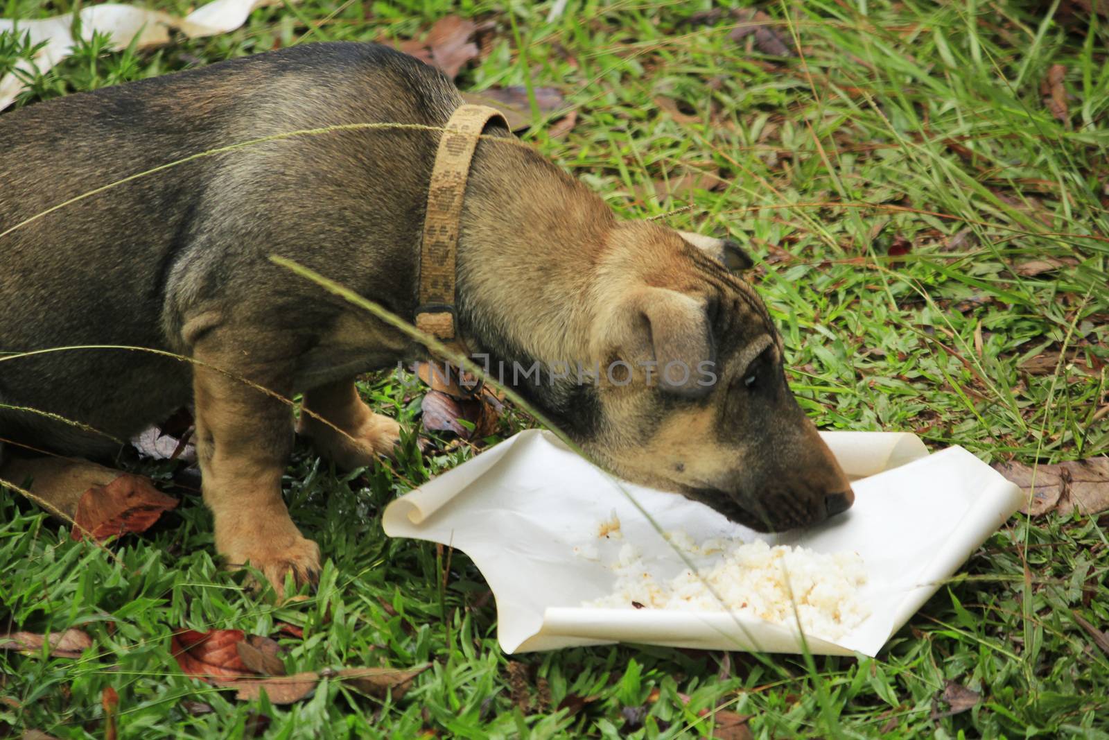 Dogs are eating food at the ground by Puripatt