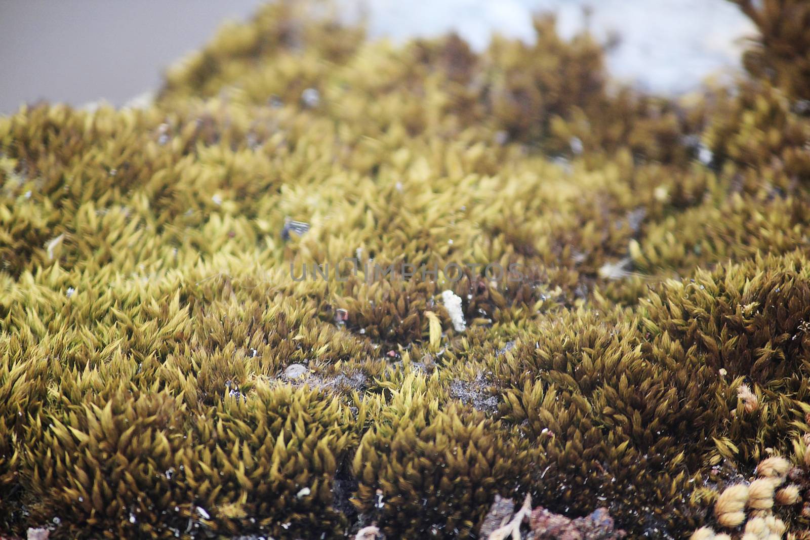 Dry moss in nature on the rock