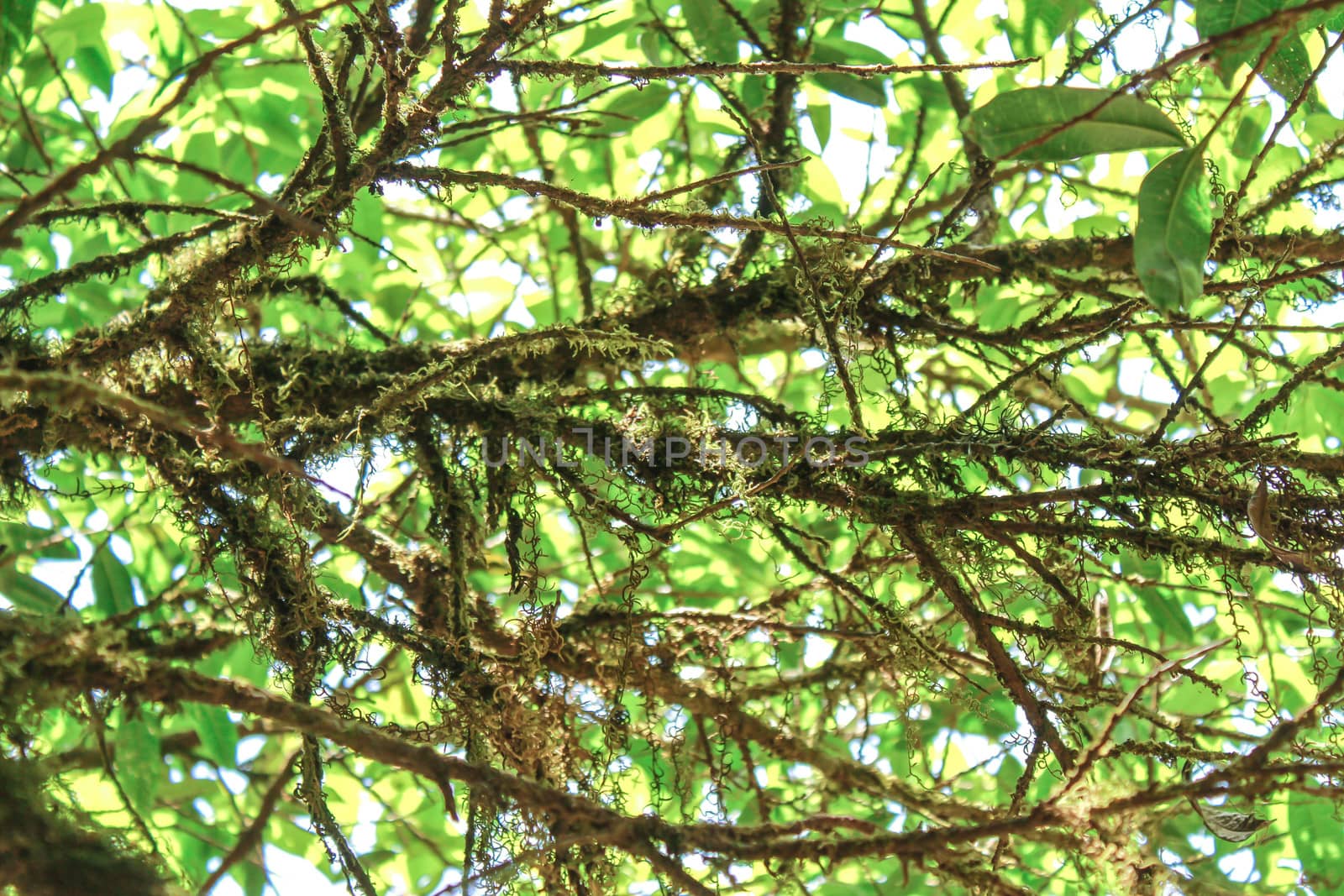 Close-up branch and leaves of trees with sunlight in the forest. Nature background.