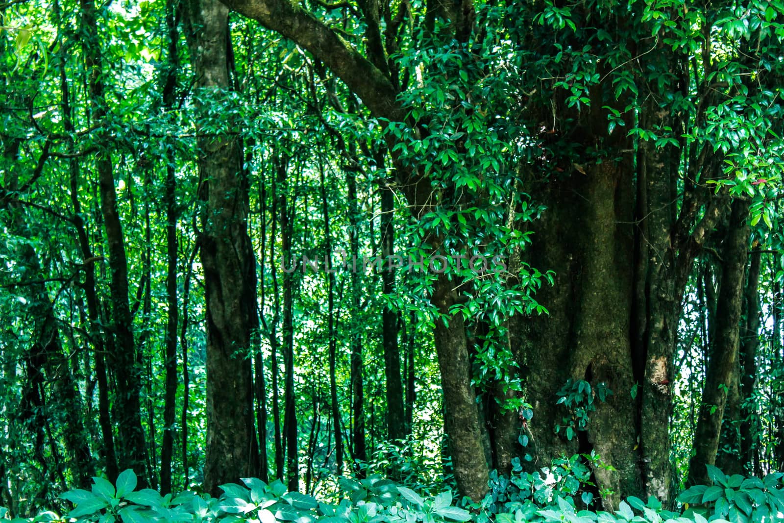 Forest in rainy season. Nature background. by TEERASAK