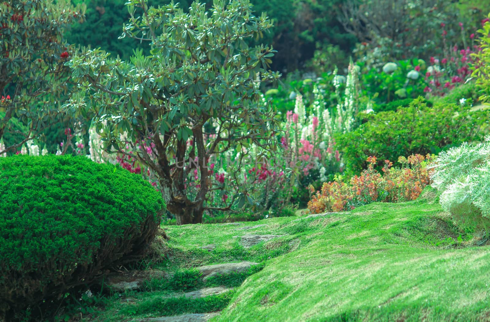 View of flowers, tree, grass ground in the garden. Nature background. Select focus.