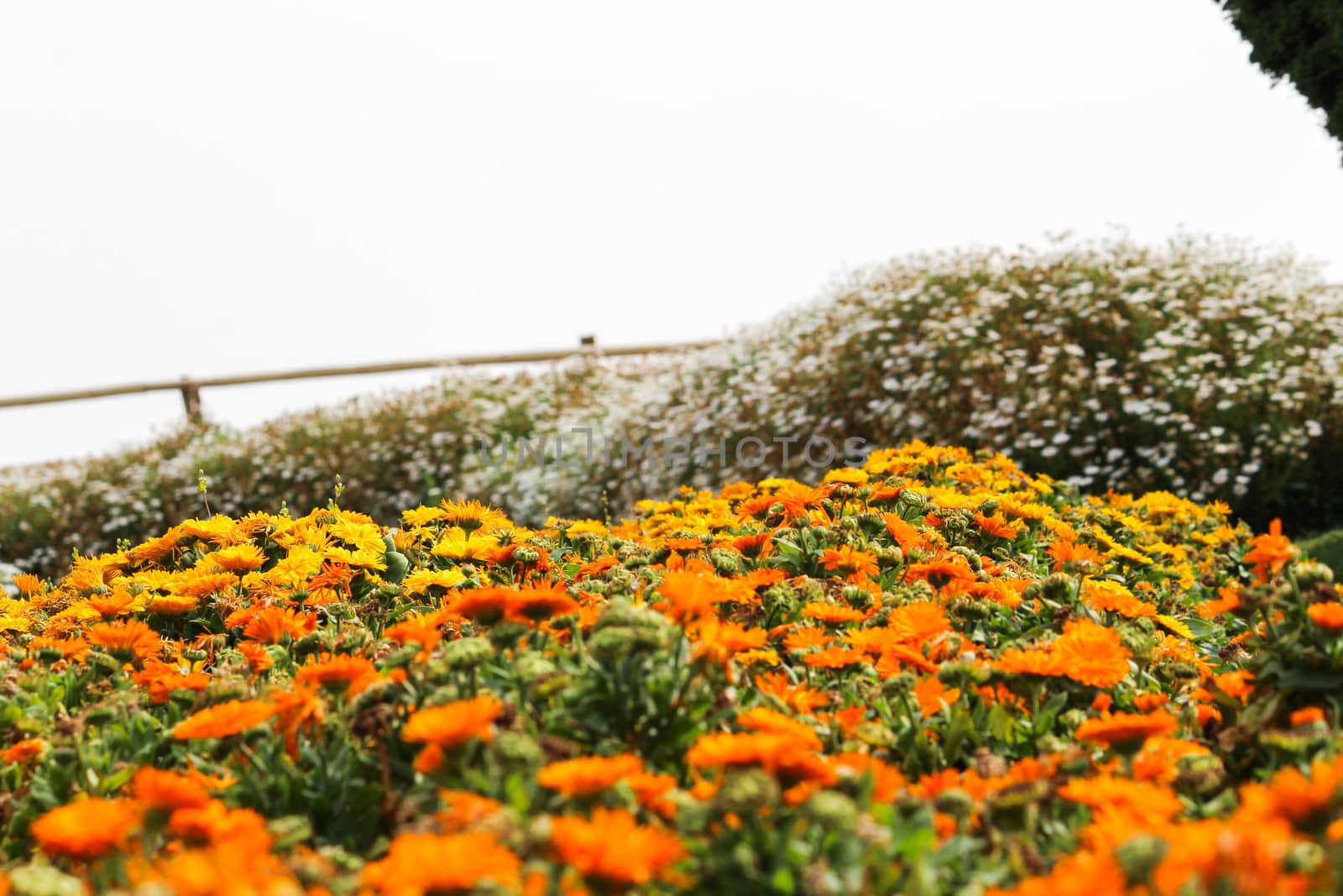 Beautiful orange flowers in the garden on nature background. Select focus. by TEERASAK