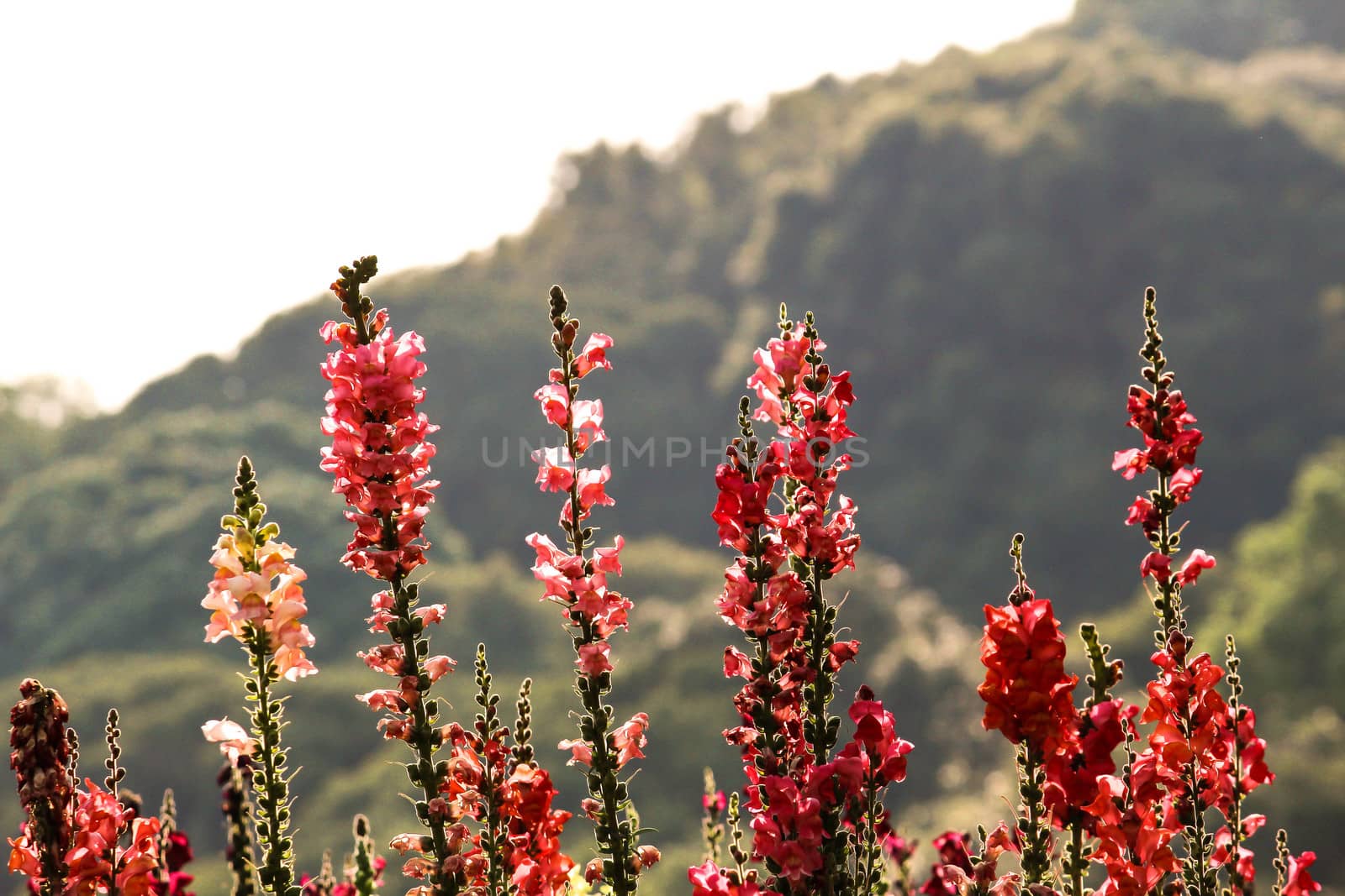 Close-up of beautiful red flowers in the bouquet on nature background.