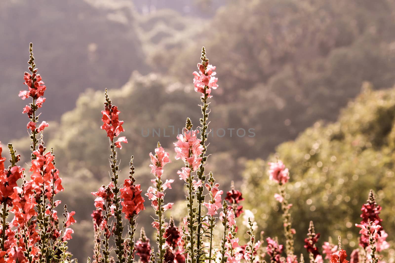 Close-up of beautiful red flowers in the bouquet on nature background. by TEERASAK