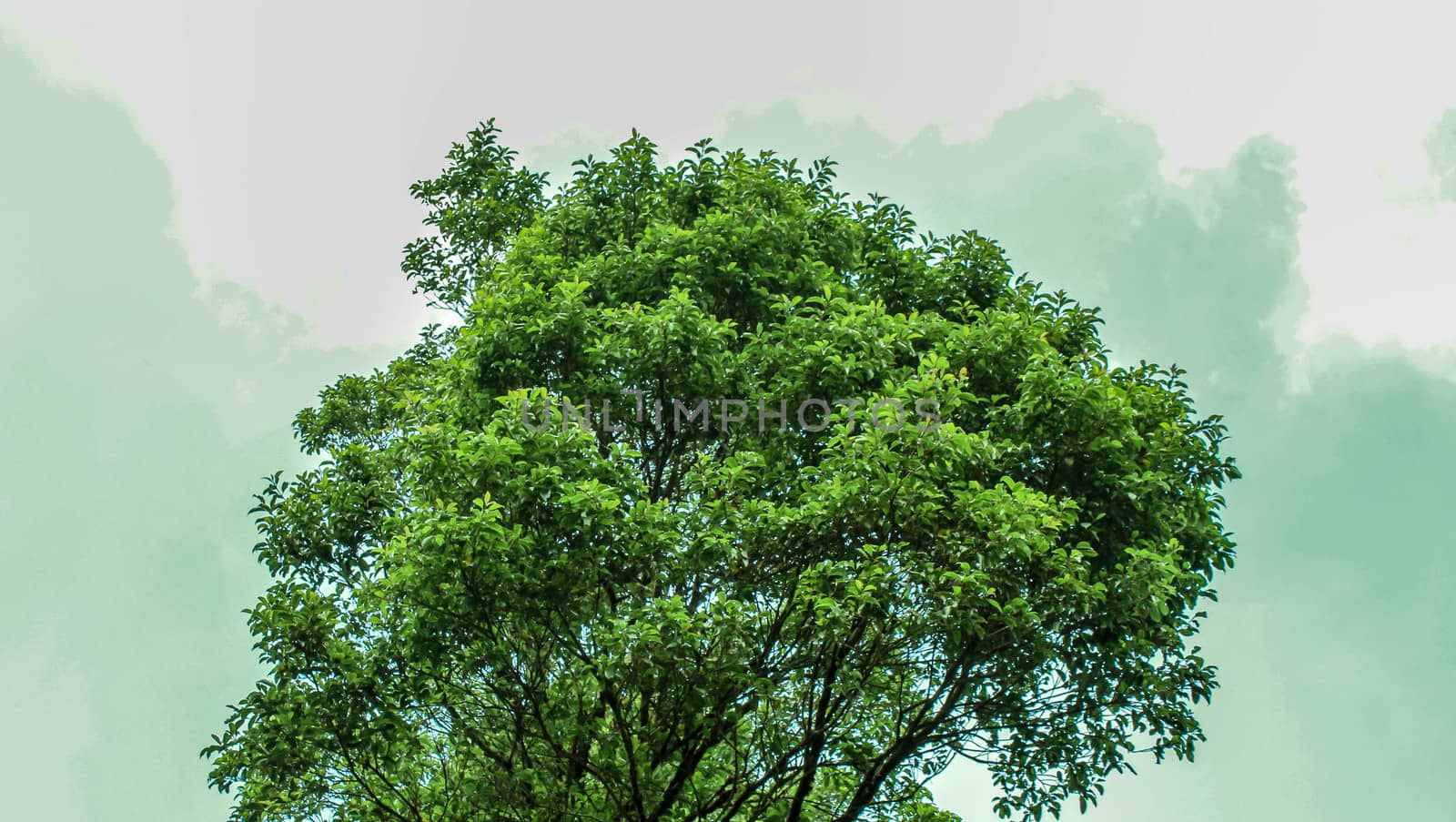 Beautiful big trees with sunlight in the forest isolated on sky background. by TEERASAK
