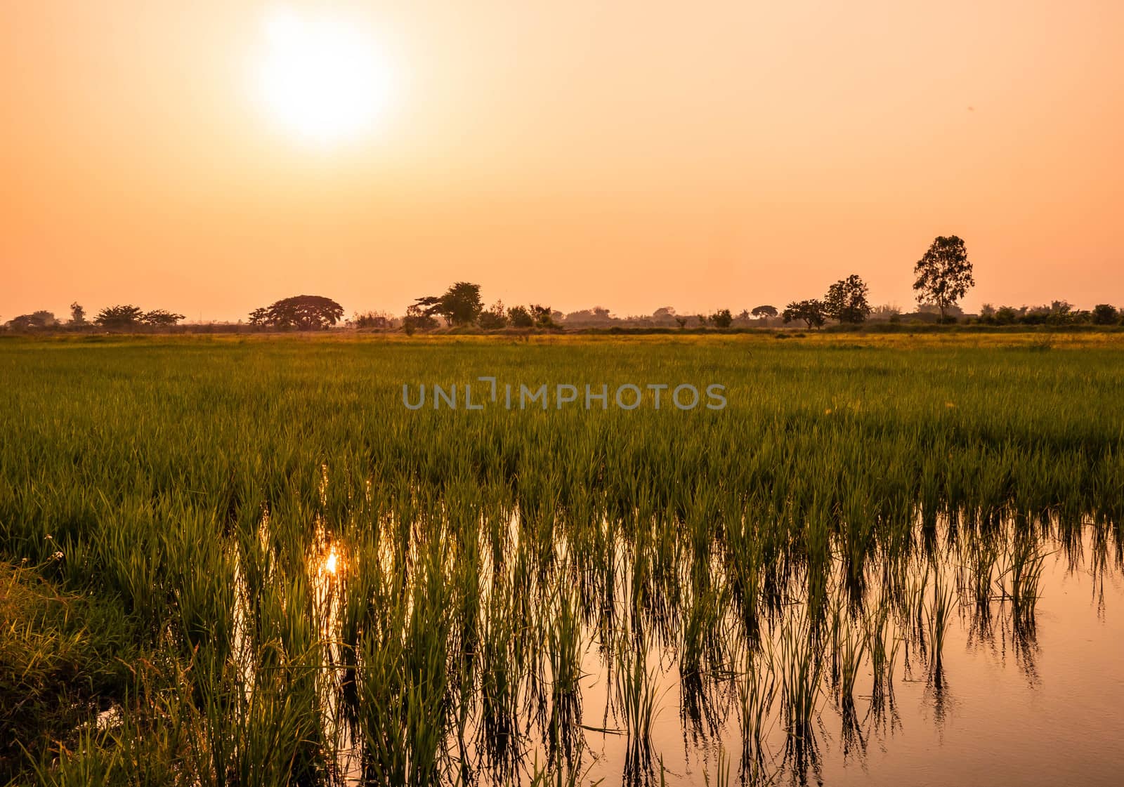 View of Rice fields with sunset in the evening in countryside. by TEERASAK