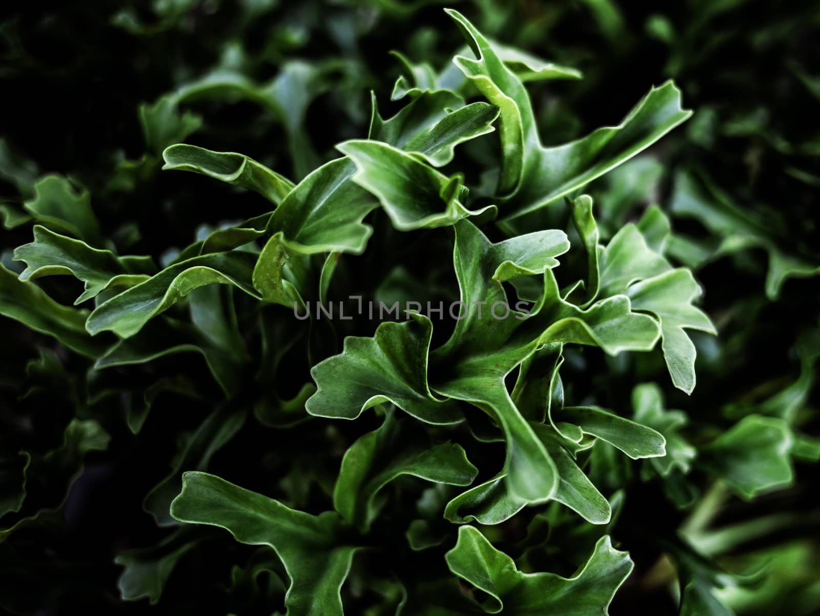 Close-up of Green leaves in the garden. Nature background. by TEERASAK