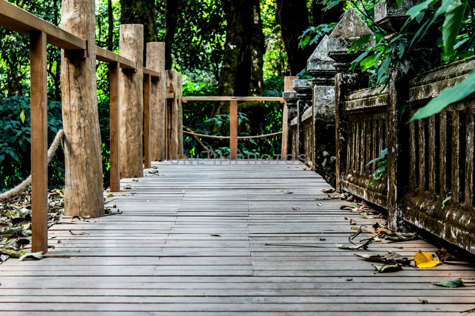 Wooden bridge walkway in Nature Trail at Inthanon mountain peak; Chiang mai, Thailand.