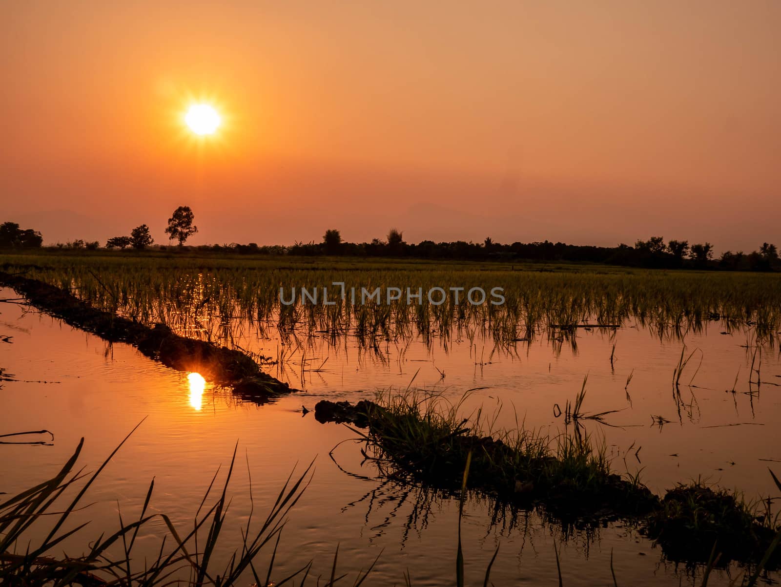 Close up of Water flow into transplant rice seedlings field with sunset in evening at Lamphun, The north of thailand, nobody. Nature background. by TEERASAK