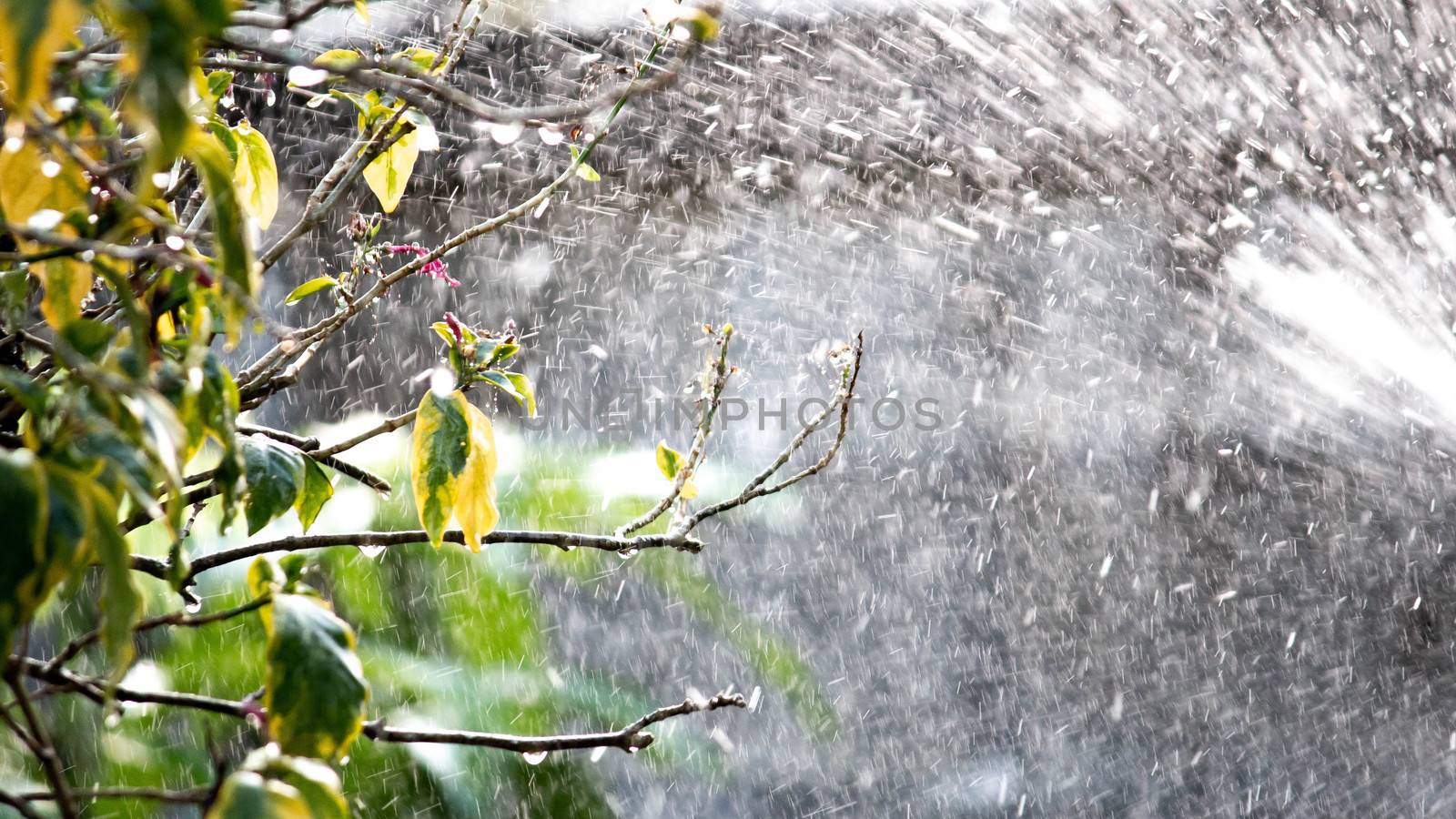 Close up view of watering trees using springers in the garden.