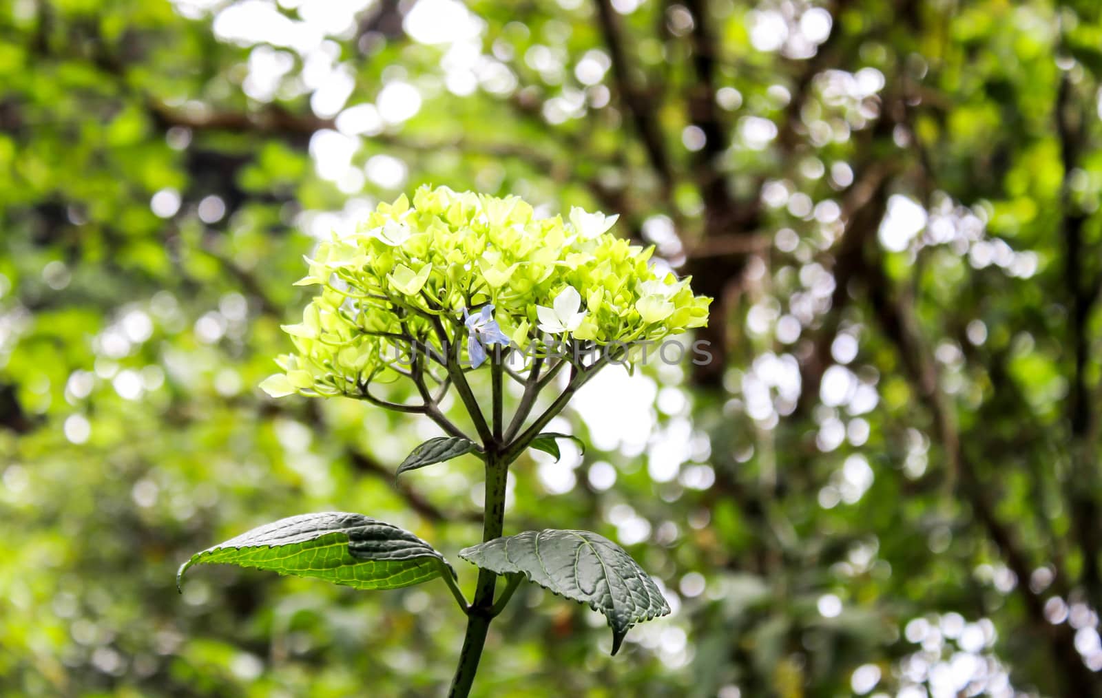 Close-up of green Hydrangea flower in Nature Trail at Inthanon mountain peak; Chiang mai, Thailand. by TEERASAK