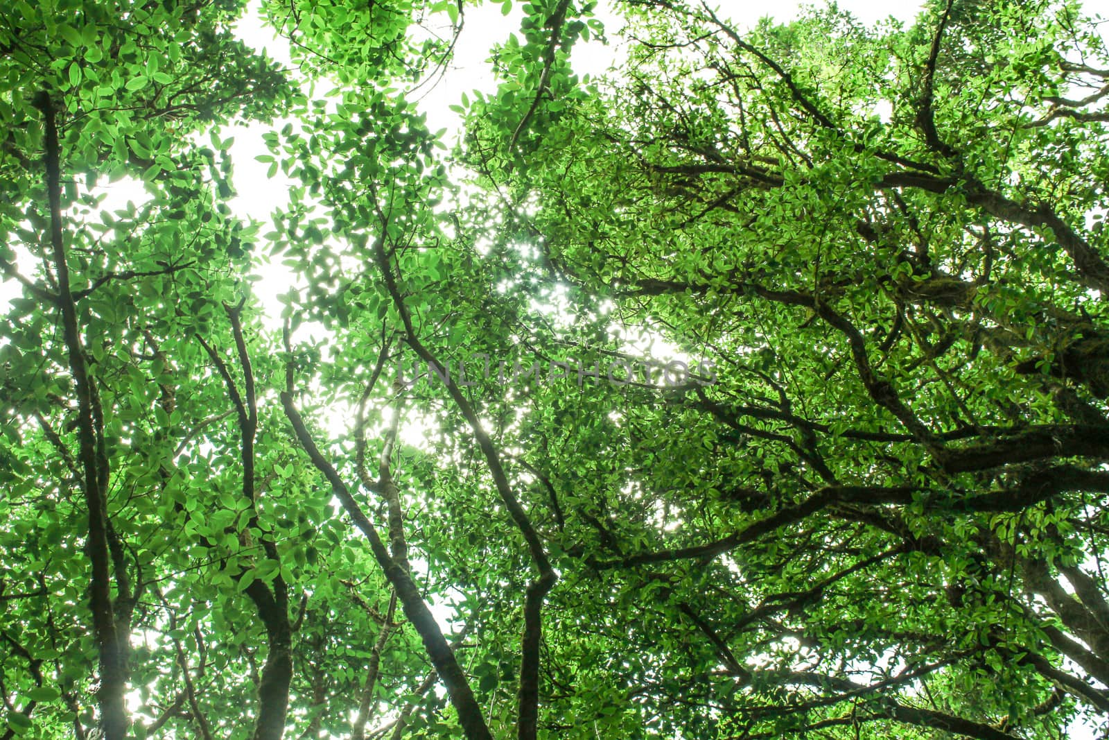 Beautiful big trees in the park with sunlight on sky background, view from bottom to top by TEERASAK