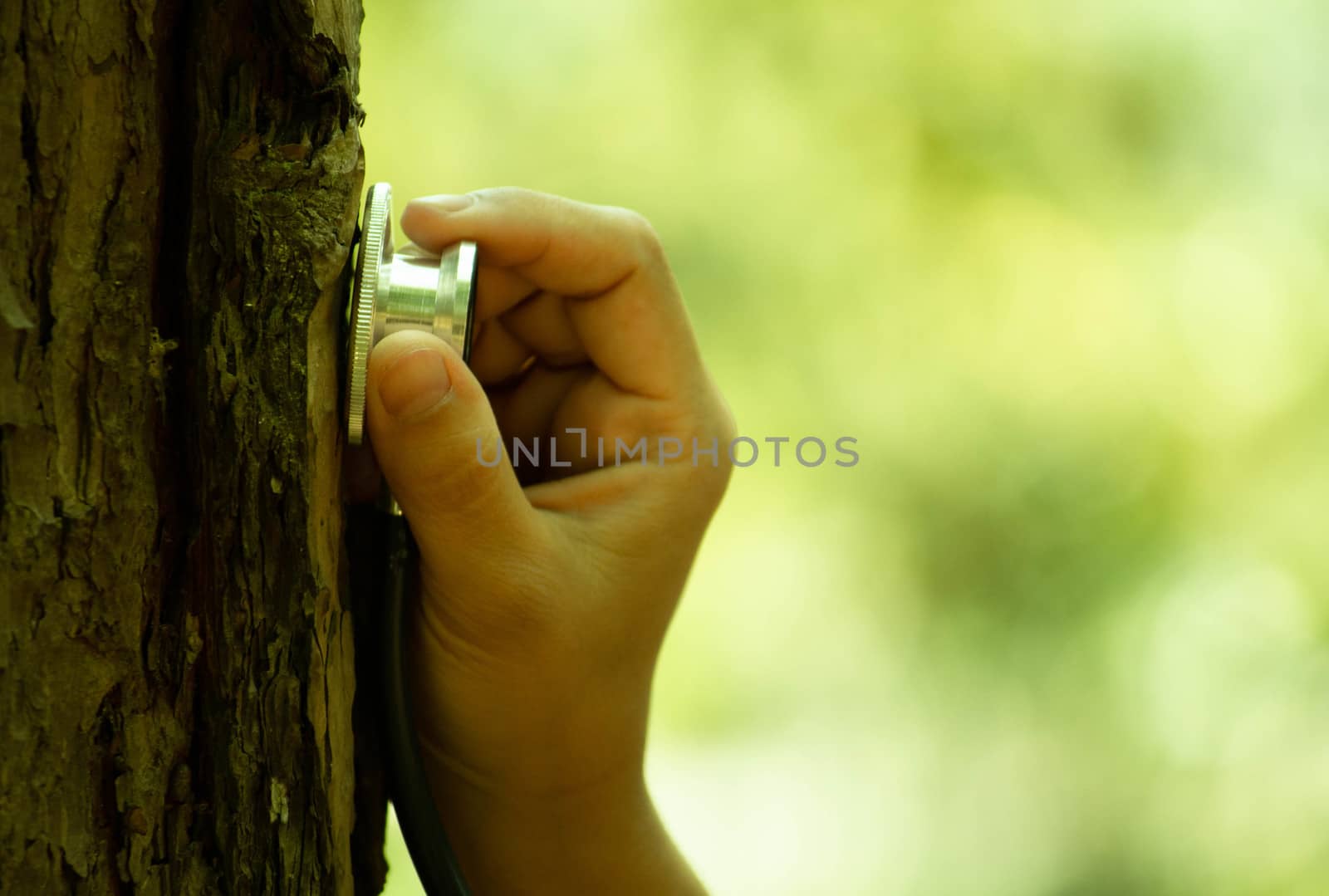 Close-up of hand holding a stethoscope to explore the nature of the tree trunk.