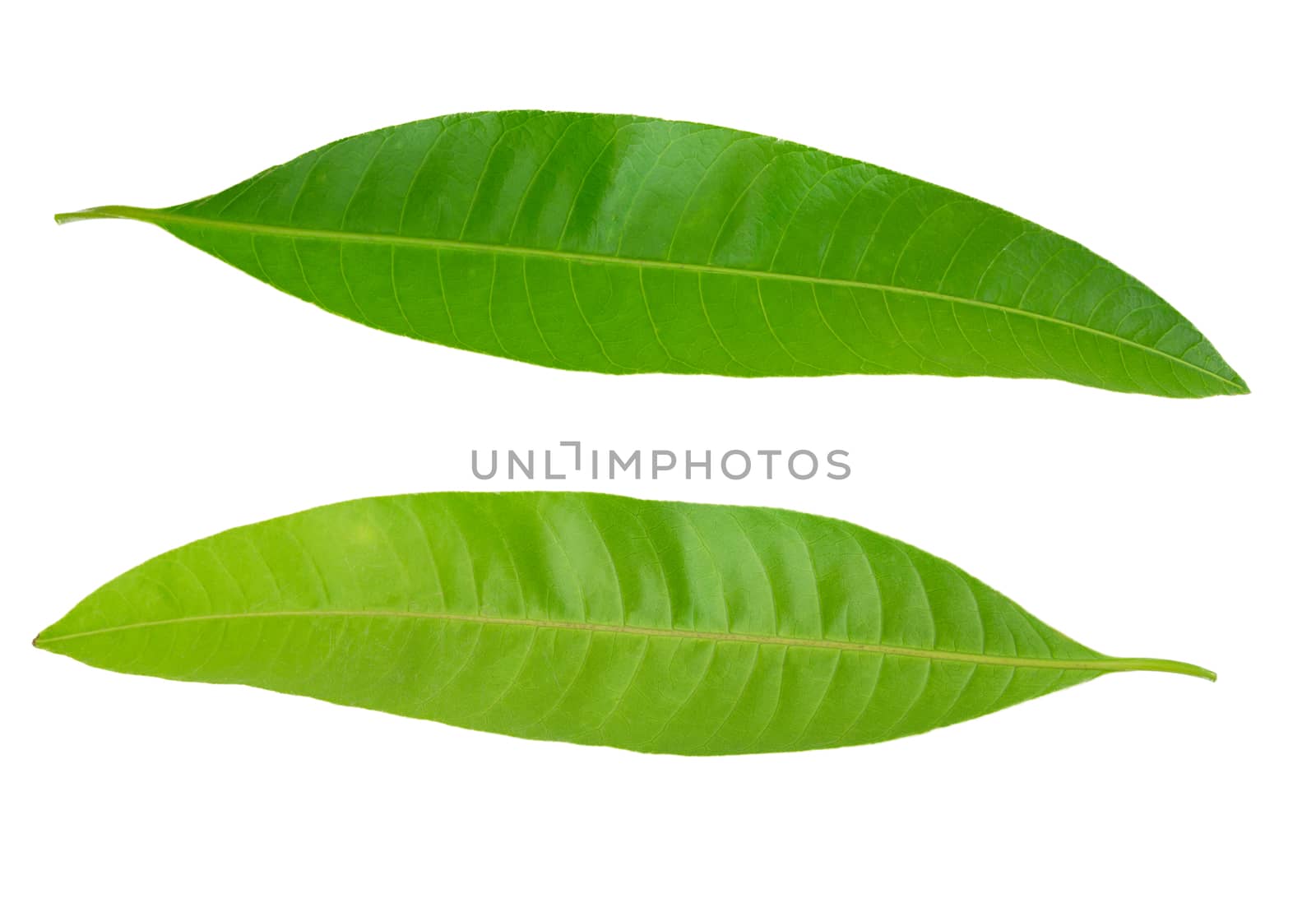 Green leaves in Northern Thailand, isolated on white background. by TEERASAK