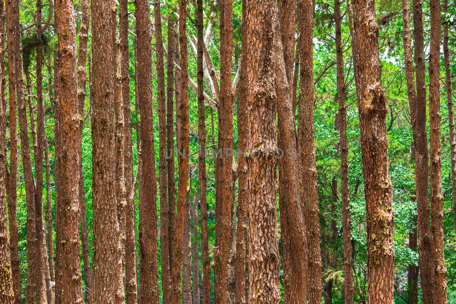 Pine forest at Chiang Mai, Thailand. by TEERASAK