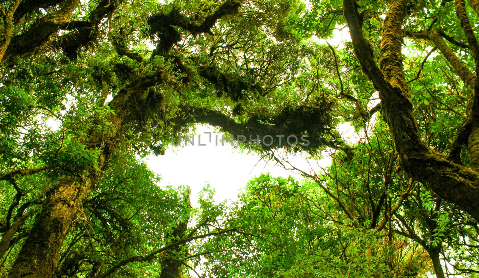 Beautiful big trees in the park with sunlight on sky background, view from bottom to top.