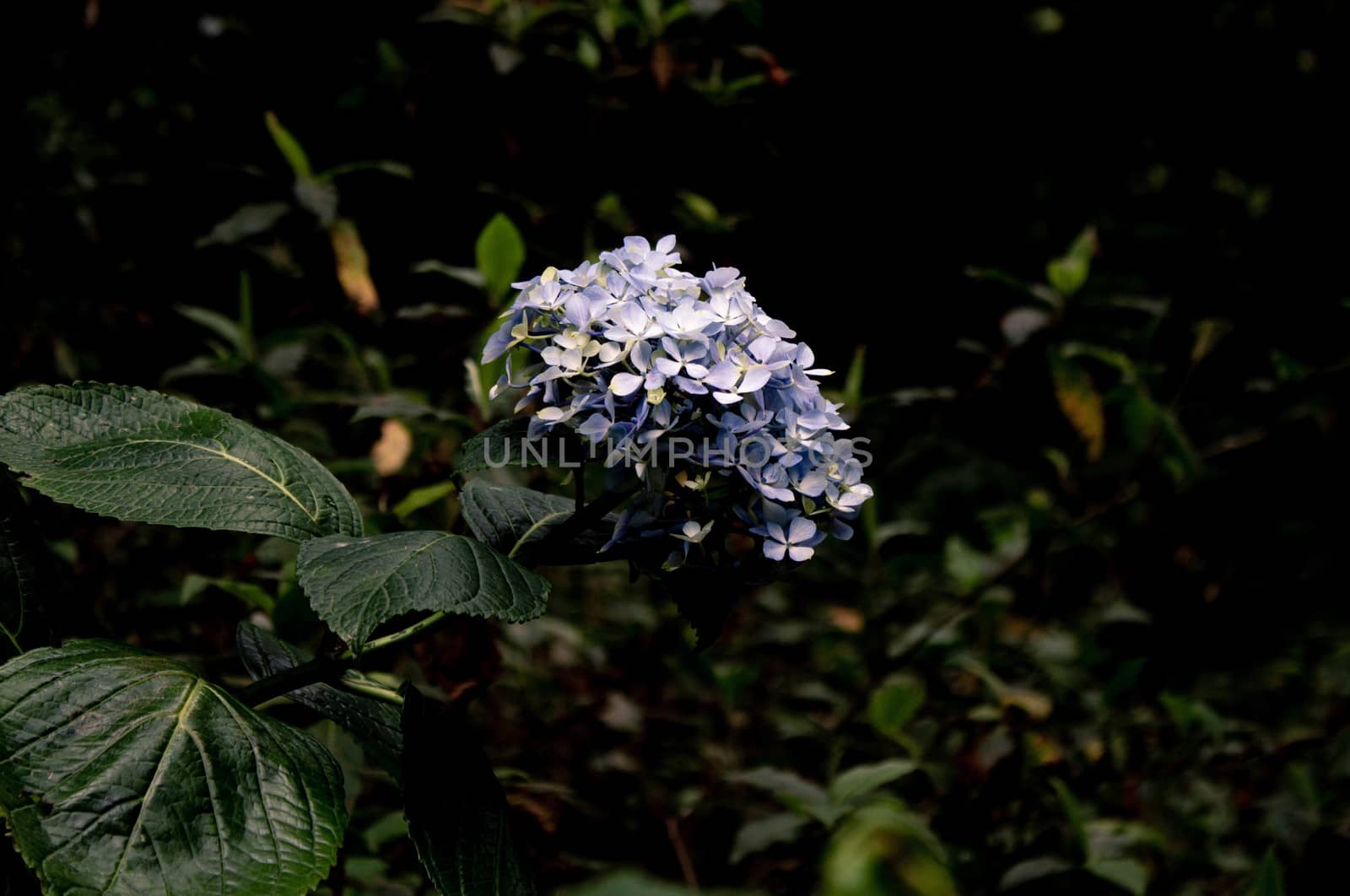 Close-up of light purple Hydrangea flower in Nature Trail at Inthanon mountain peak on nature background; Chiang mai, Thailand.