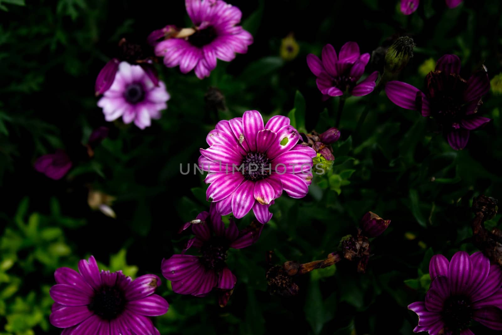 Close-up of flower in the garden. Select focus. garden arrangement.