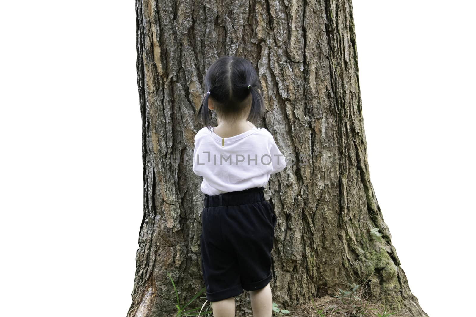 Asian little child girl explore to pine tree for studying the environment in the garden.