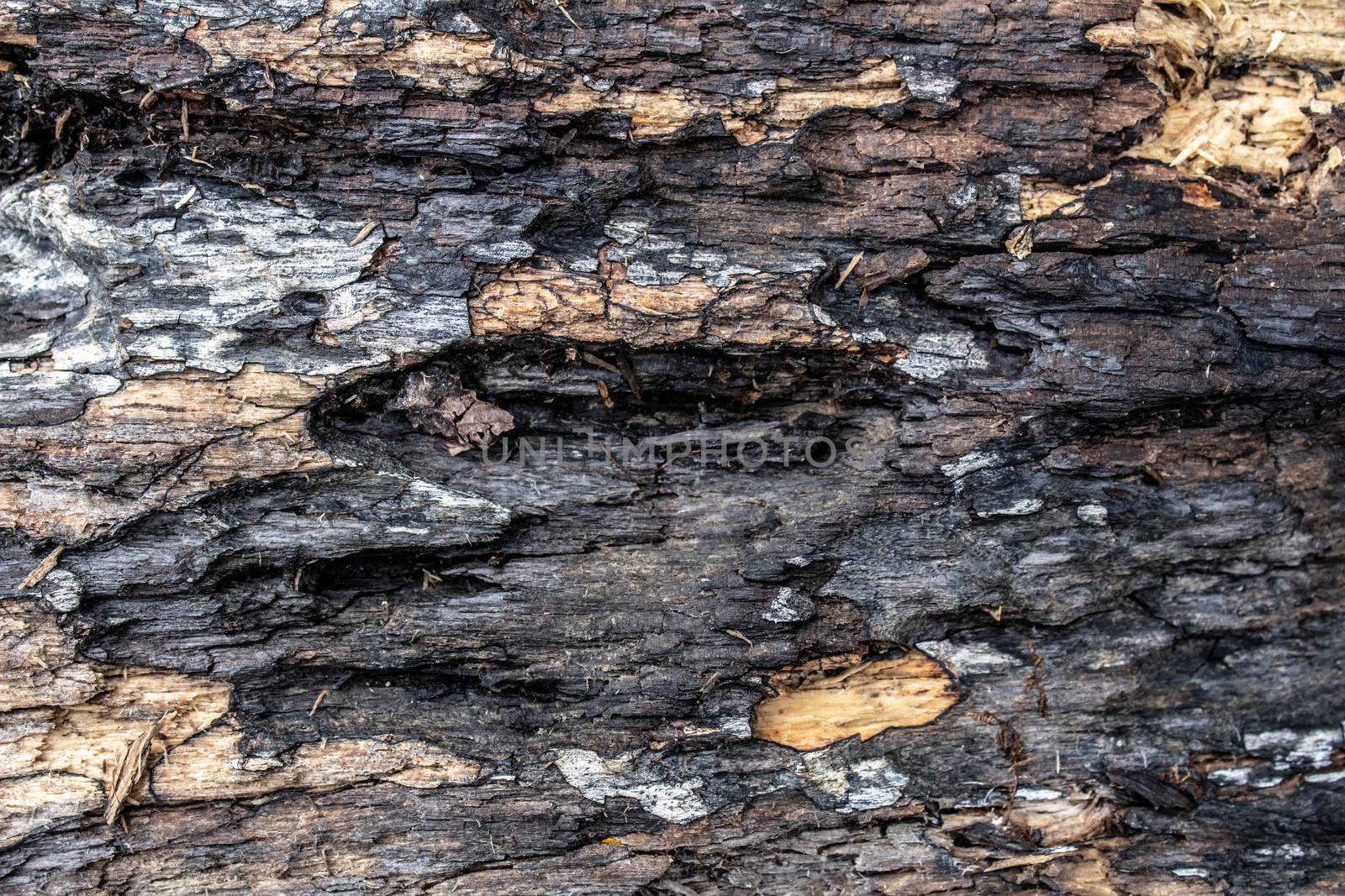 Close-up bark of tree. Nature background. by TEERASAK