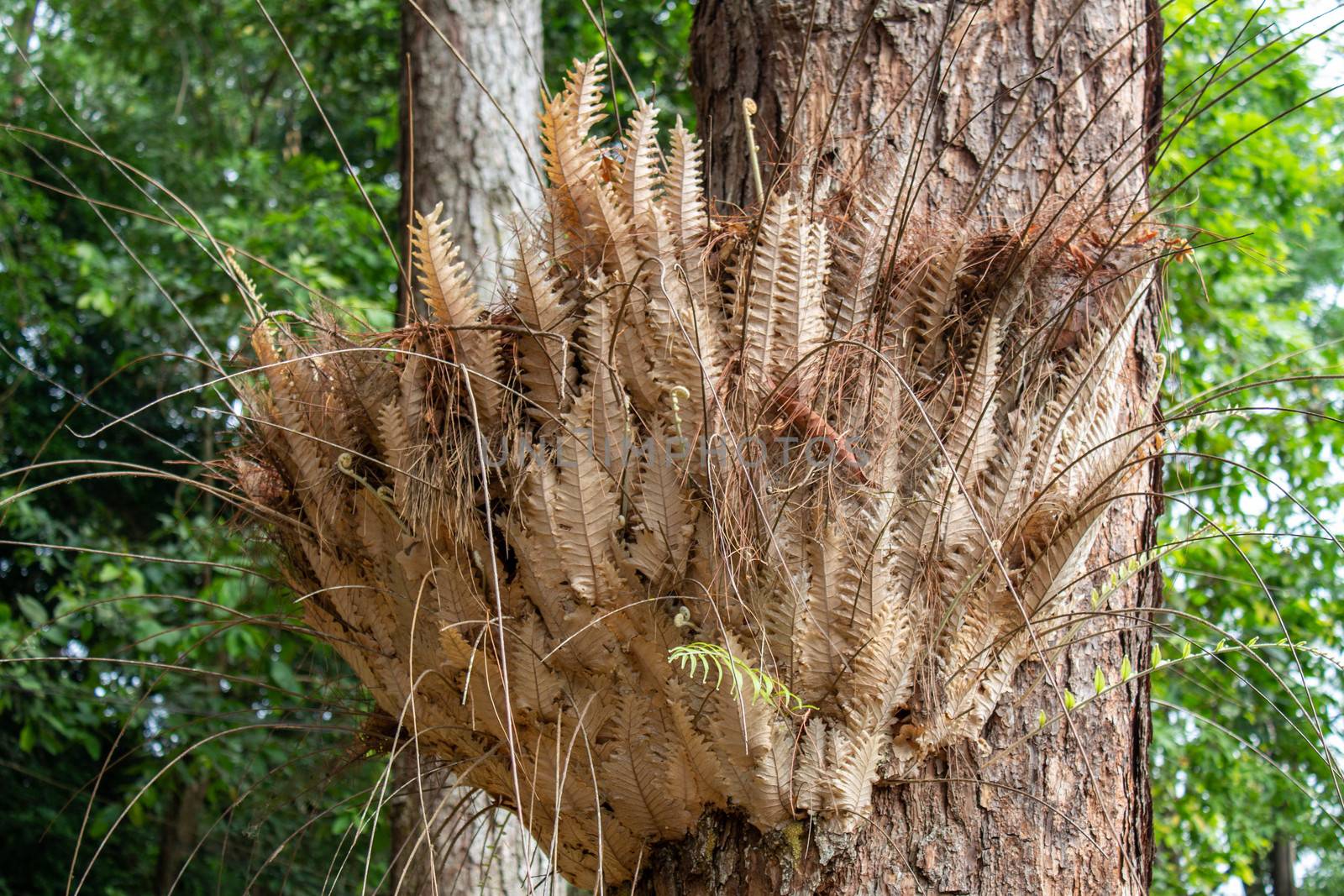 Bouquet of dead ferns on a big tree in the garden. by TEERASAK