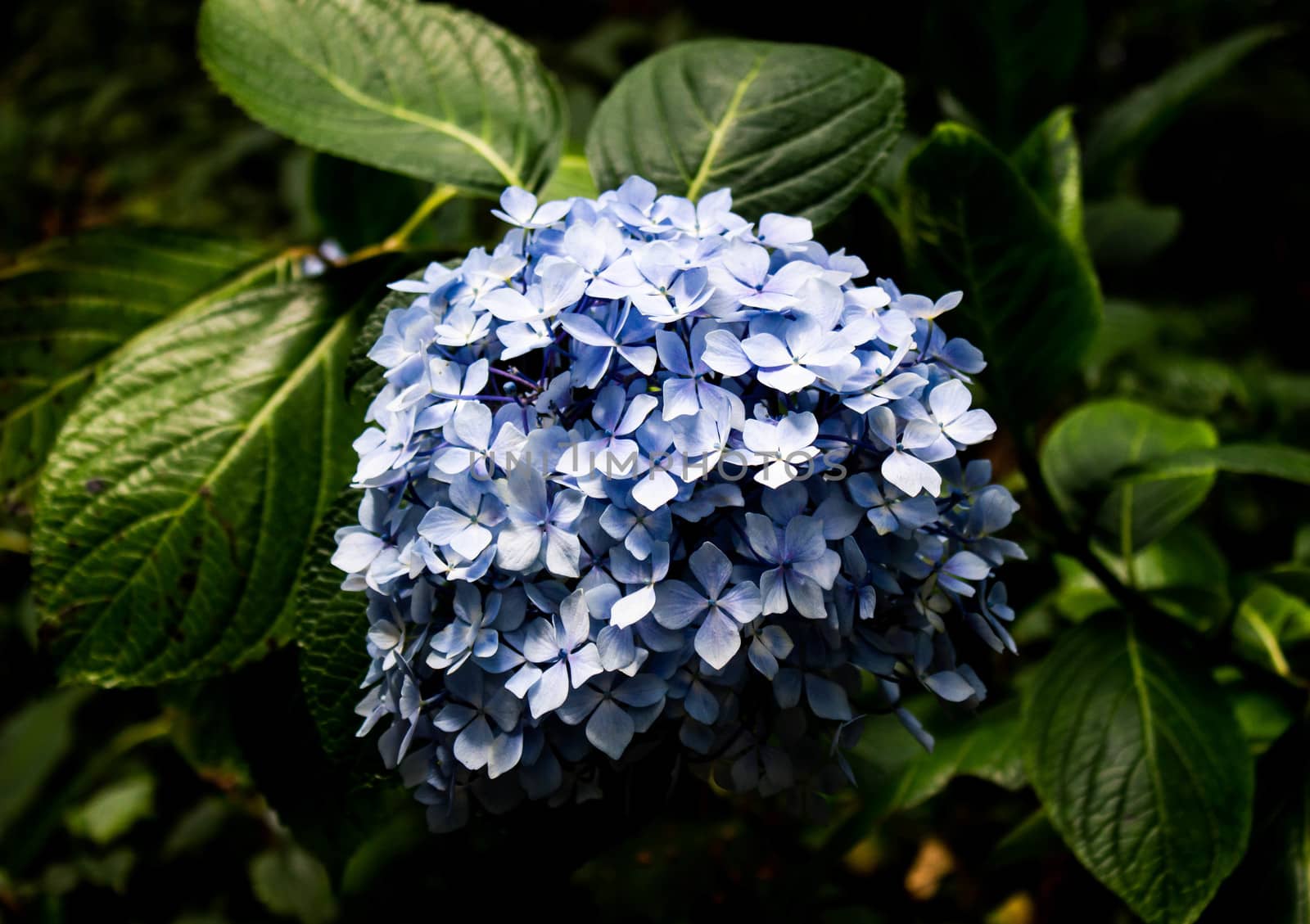 Close-up of light purple Hydrangea flower in Nature Trail at Inthanon mountain peak on nature background; Chiang mai, Thailand. by TEERASAK