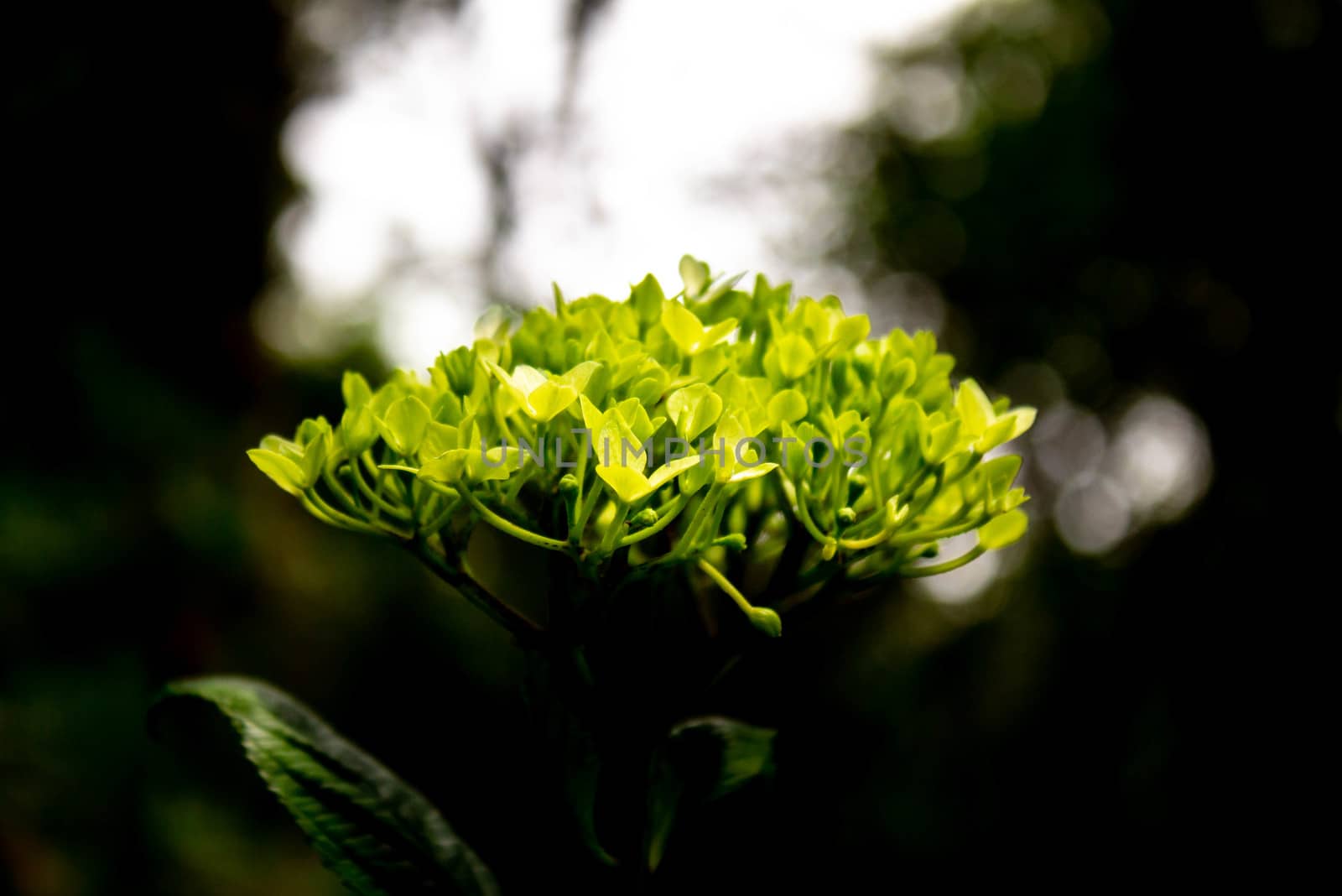 Close-up of green Hydrangea flower in Nature Trail at Inthanon mountain peak on nature background; Chiang mai, Thailand. by TEERASAK