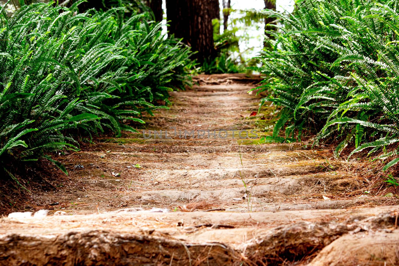 Selective focus of Stairs made of natural soils with ferns in the pine forest. by TEERASAK