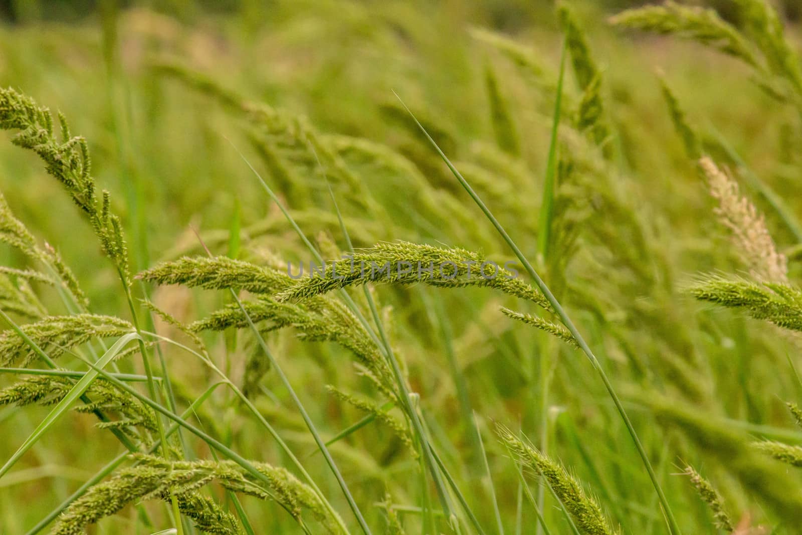 Green meadow under blue sky with clouds and wind blowing in evening.