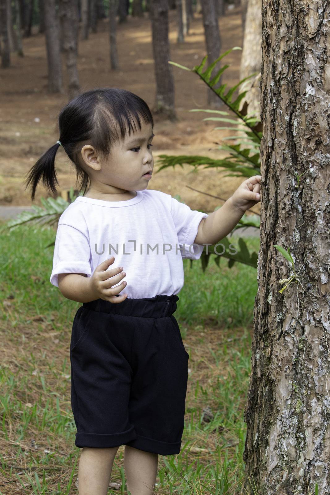 Asian little child girl explore to pine tree for studying the environment in the garden.