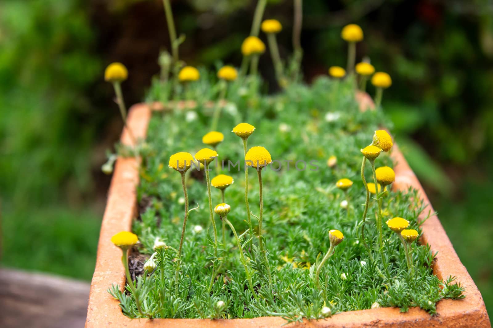 Close-up of yellow flower in clay pots in the grass field at Inthanon mountain peak; Chiang mai, Thailand. by TEERASAK