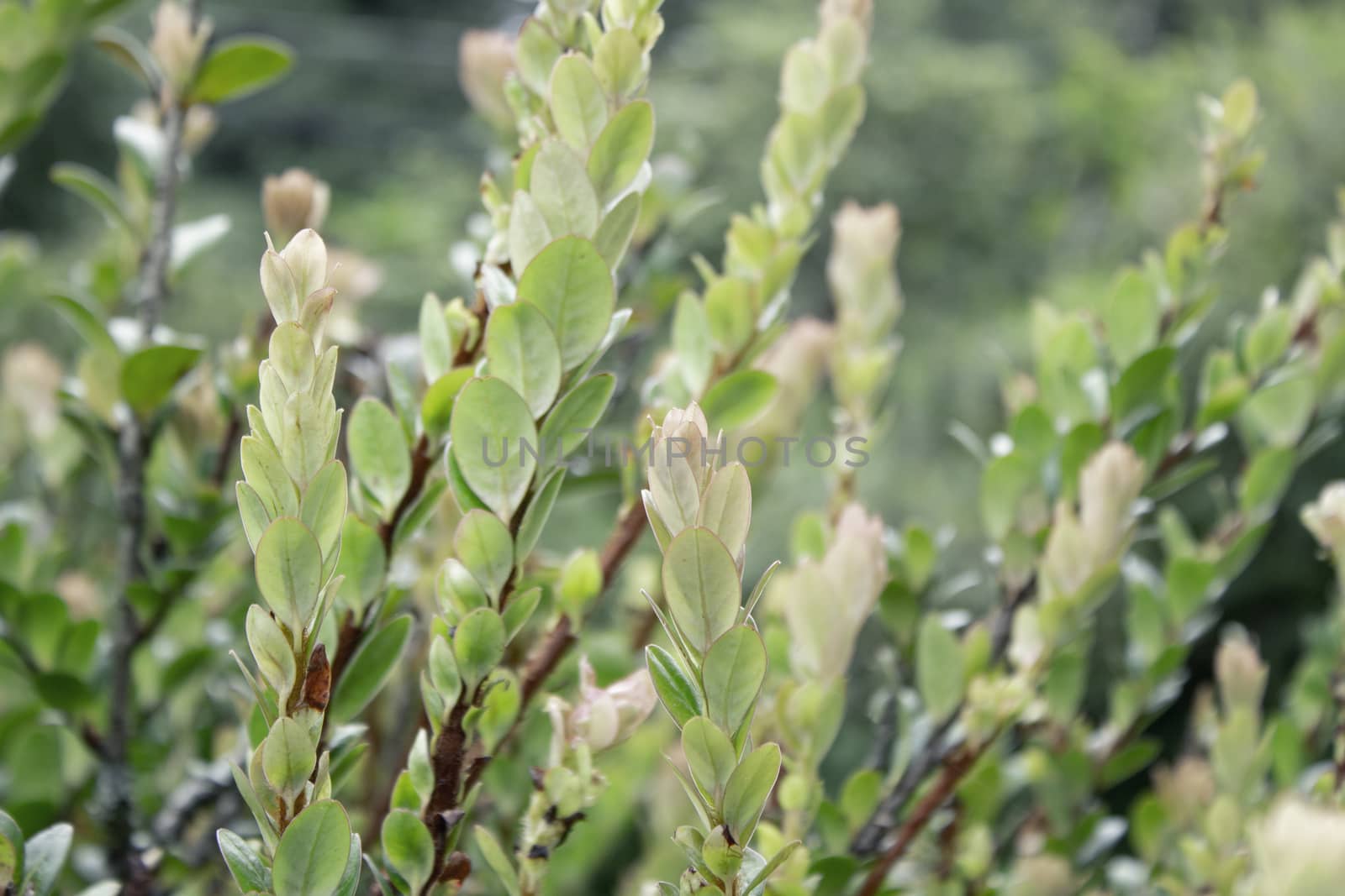 Close-up of green leaves in Nature Trail at Inthanon mountain peak on nature background; Chiang mai, Thailand.