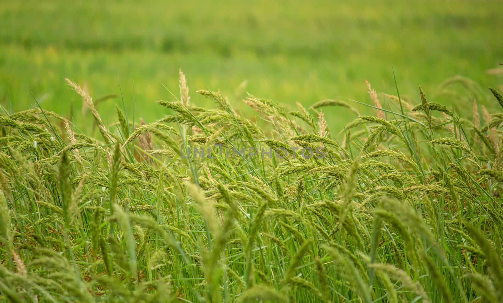 Green meadow under blue sky with clouds and wind blowing in evening. by TEERASAK