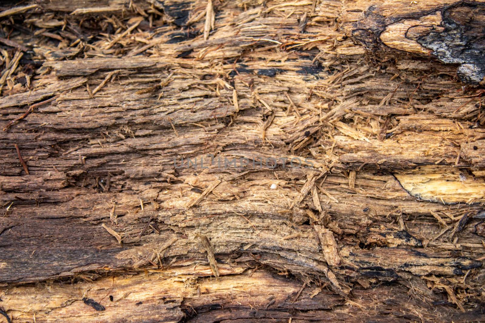 Close-up bark of tree. Nature background. by TEERASAK