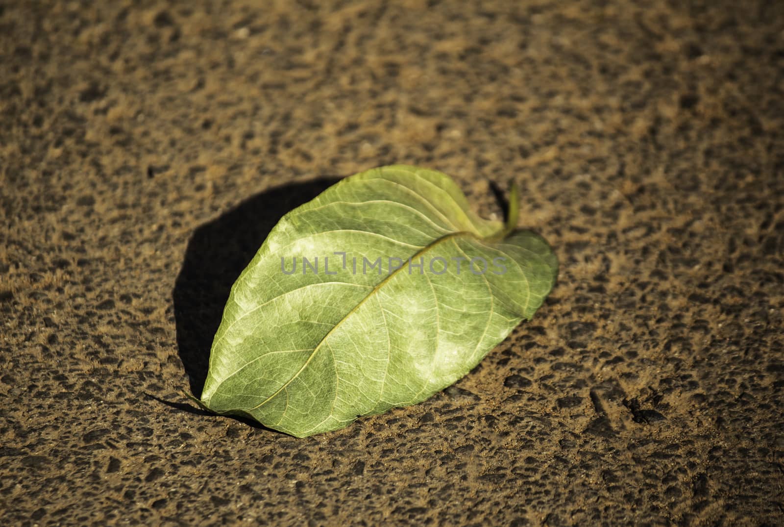 Close-up of Green leaf placed on the road in garden.