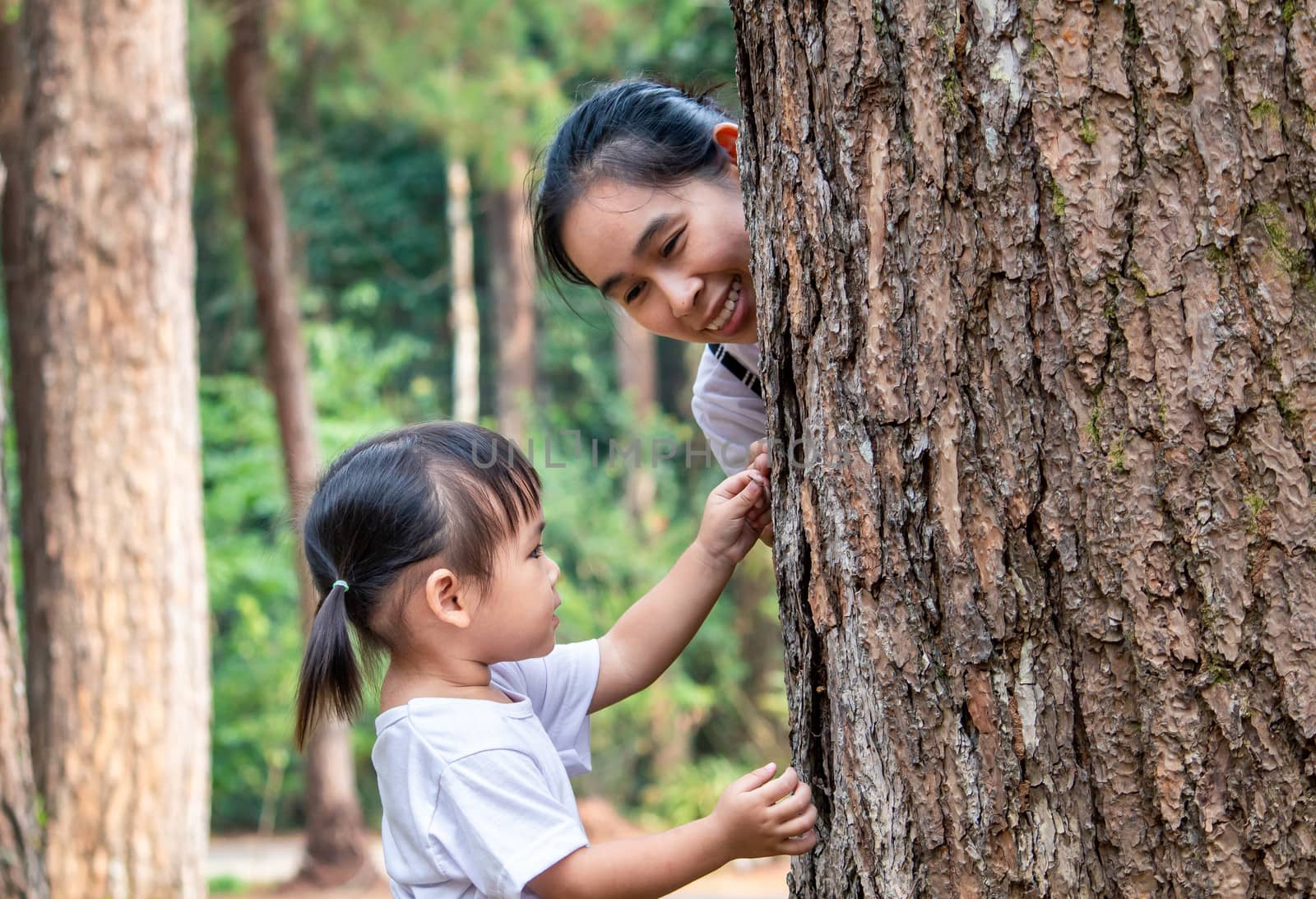 Asian little child girl explore to pine tree with mom for studying the environment in the garden. by TEERASAK