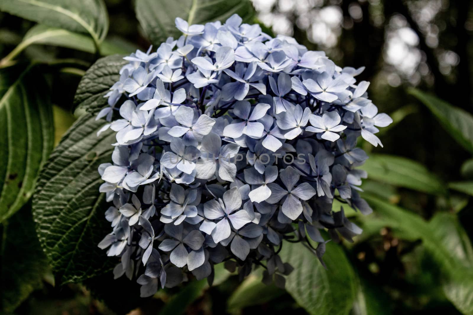 Close-up of light purple Hydrangea flower in Nature Trail at Inthanon mountain peak on nature background; Chiang mai, Thailand. by TEERASAK