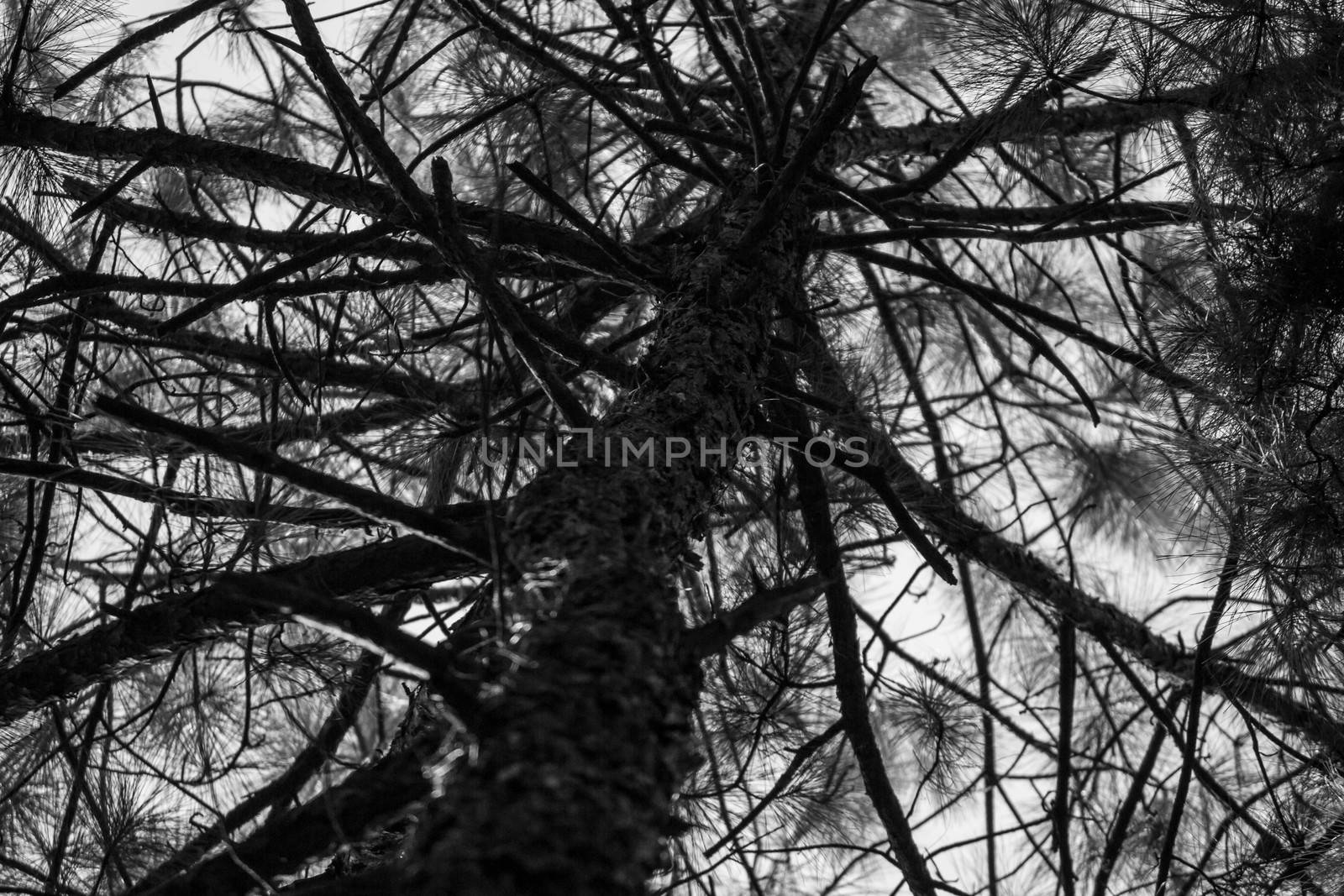 Dark view of branches of pine tree in the forest. Nature background. by TEERASAK