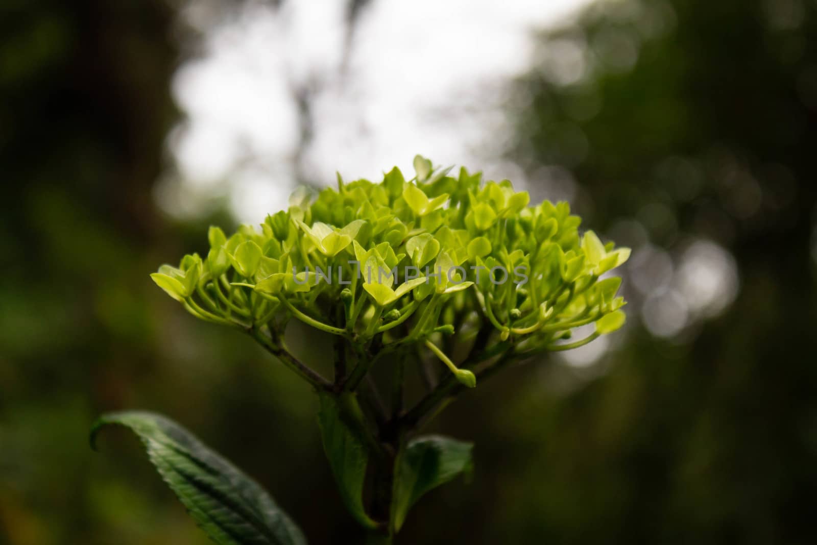 Close-up of green Hydrangea flower in Nature Trail at Inthanon mountain peak on nature background; Chiang mai, Thailand. by TEERASAK