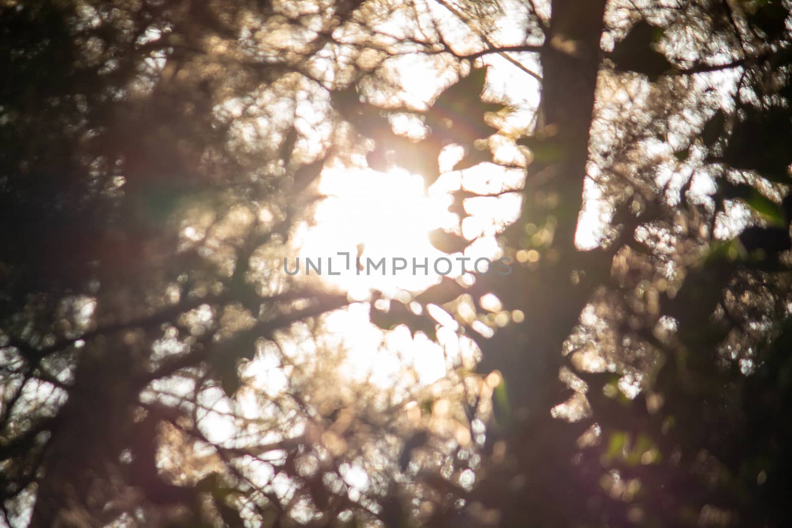 Branches of tree in forest with sunlight through. Soft focus and blurred nature background. by TEERASAK