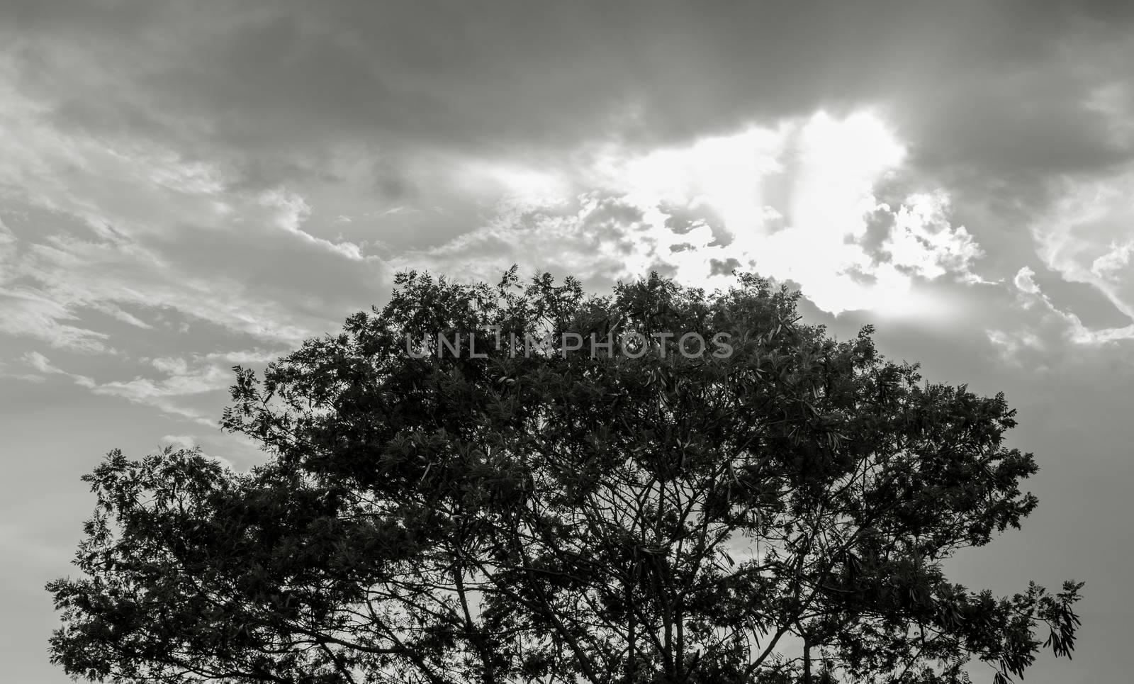 Silhouettes of big trees on a gray sky background.