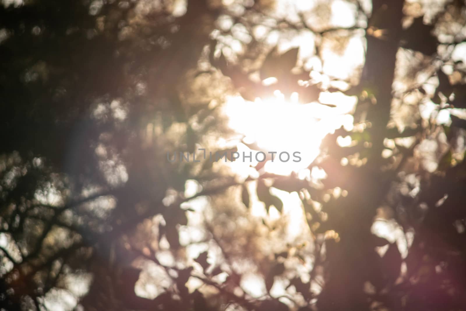 Branches of tree in forest with sunlight through. Soft focus and blurred nature background. by TEERASAK