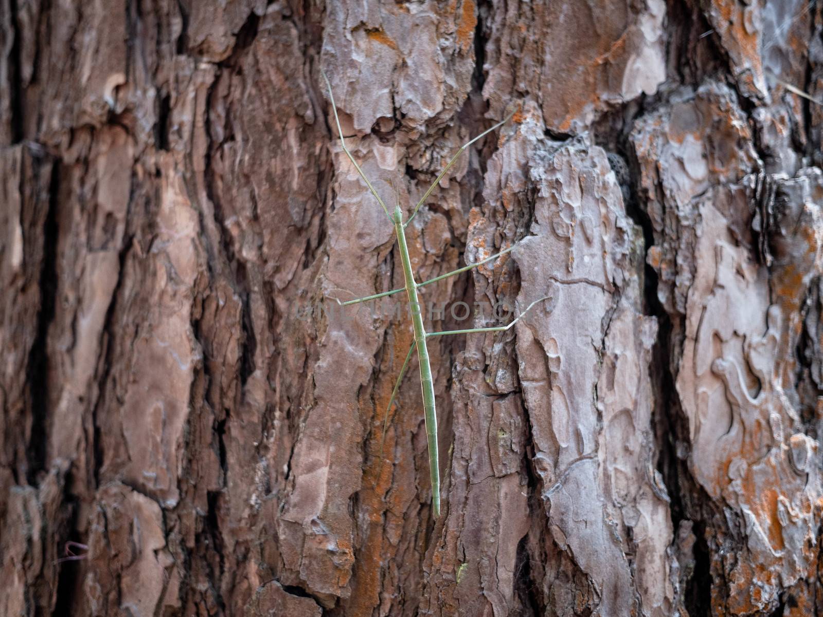 Close-up of bark texture. Nature background. by TEERASAK