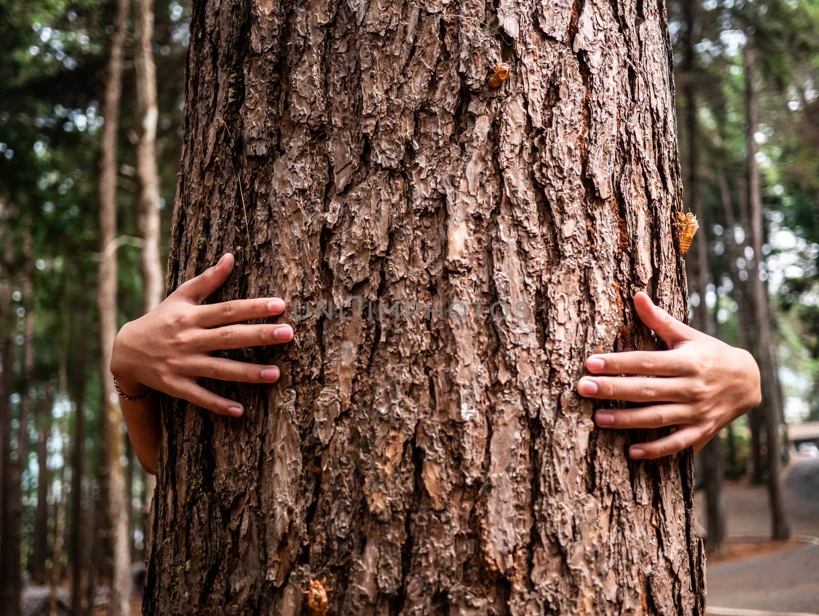 Close Up hands of Asian teen boy hugging tree with sunlight. by TEERASAK