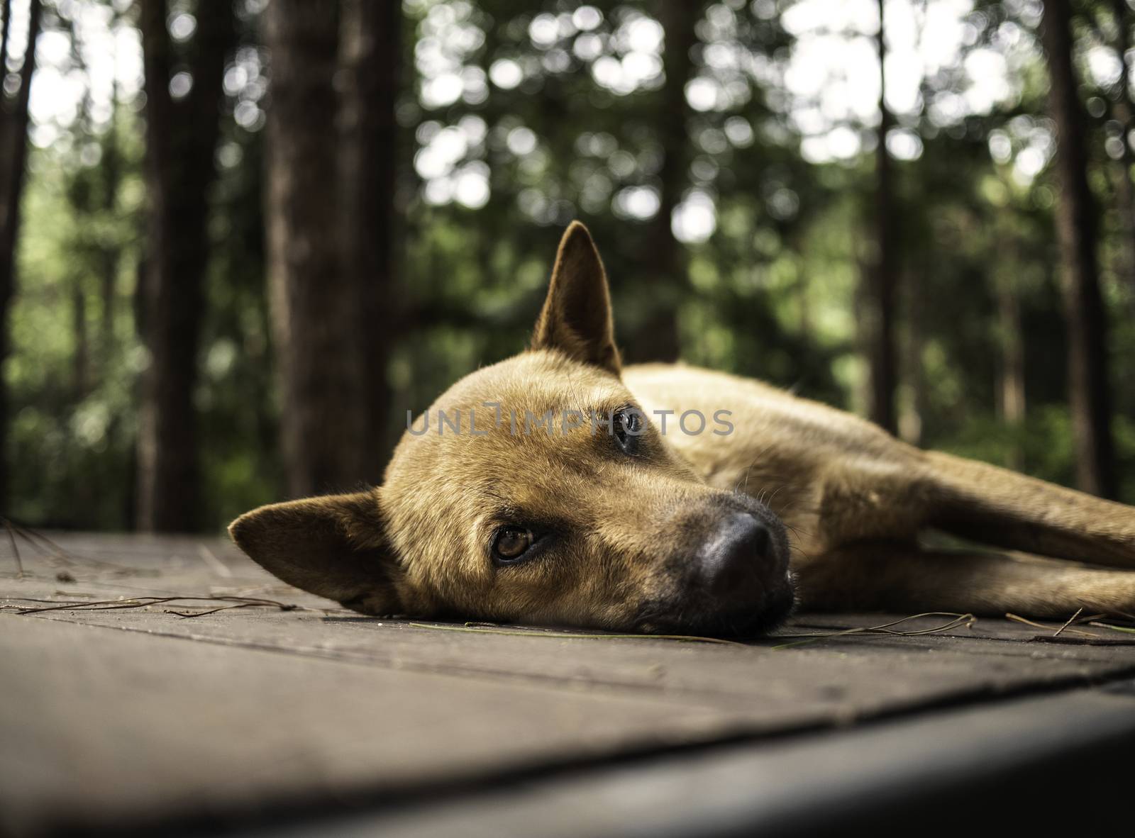 Brown short-haired dog lying on a wooden floor at a camping spot in a pine forest. by TEERASAK