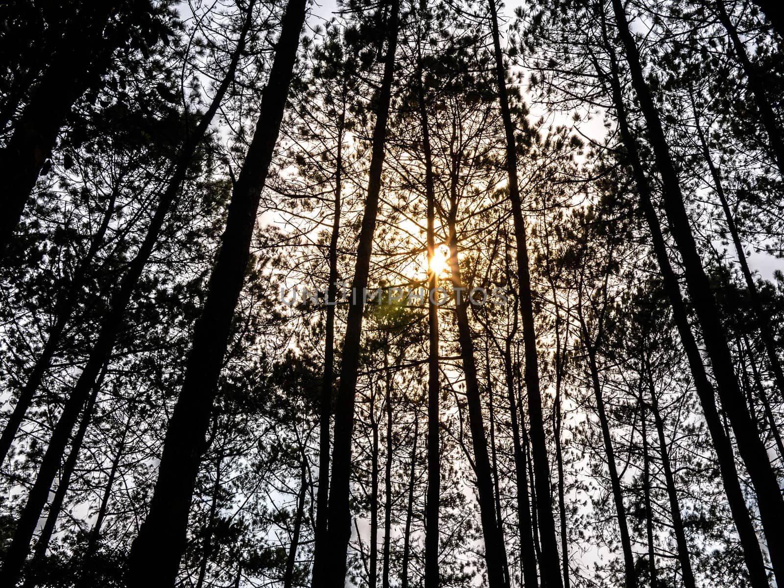 Bottom view of pine trees in forest there is sunlight passing through. Environment concept. Selective focus. by TEERASAK