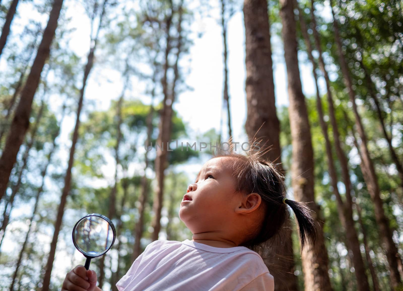 Asian little child girl hand holding magnifying glass and looking up a pine tree by TEERASAK