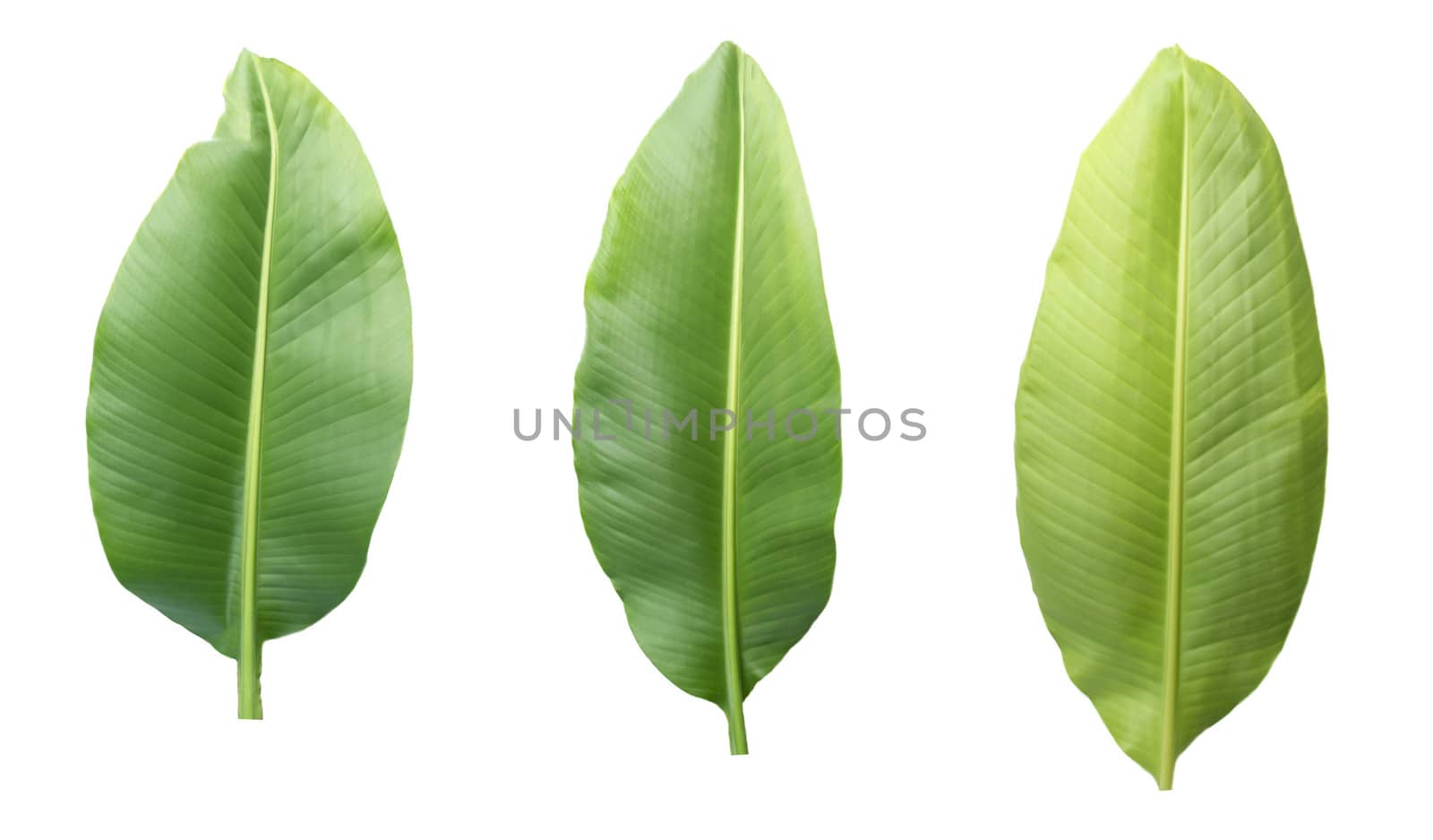 Fresh banana leaves isolated on white background with clipping path