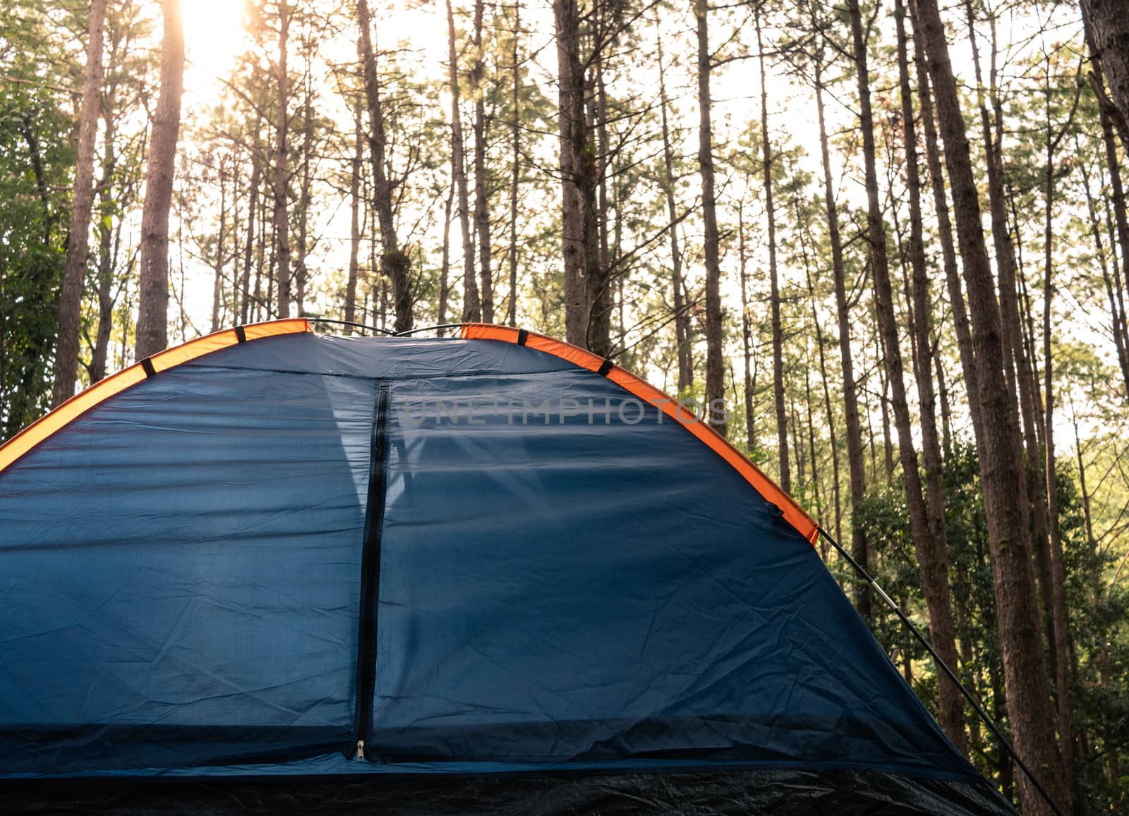 Spreading tents in the pine forest midst of nature. Relaxation on weekend.